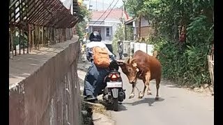 Sapi Qurban Ngamuk Seruduk Pelajar Putri Yang Naik Motor di RW 02 Cigugur tengah Cimahi [upl. by Arytahs]