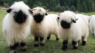 Valais Blacknose Sheep  World’s Cutest Sheep [upl. by Lynnea385]