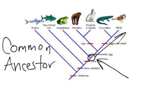 Cladogram [upl. by Adaliah60]