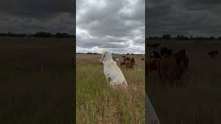 Akbash dog watching over the goats livestockguardiandog farming [upl. by Wilson372]