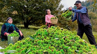 Cooking Of Mountain Chestnuts Of Azerbaijani Nature Rustic Goodies [upl. by Eek678]