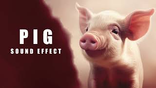 Pig sound effect no copyright  Pig sound  5  Animal sounds no copyright [upl. by Eceertal862]