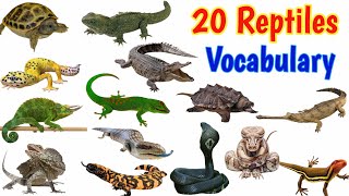 Reptiles Vocabulary  20 Reptiles Name in English with Pictures  Reptiles [upl. by Dupuy799]