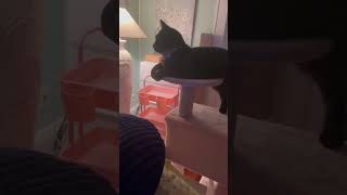 My cat likes to play fetch funny cat [upl. by Halyhs]