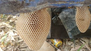 bee honey farming process 🐝 subscribe more videos ADNLife1 honey viral farming [upl. by Dallman485]