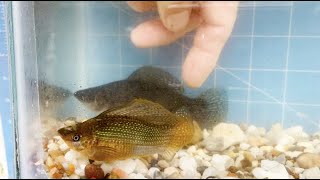 Breeder Selection  Giant Sailfin Mollies  Tropical Fish Hatchery [upl. by Elset]