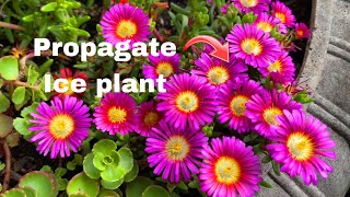 Easily Propagate Ice Plant Delosperma [upl. by Teerell]