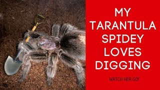 My Chilean Rose Hair Tarantula Digging A Tunnel Rare Footage [upl. by Lord]