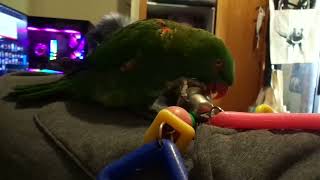 Lorikeet imitates the sound of water [upl. by Alikee]