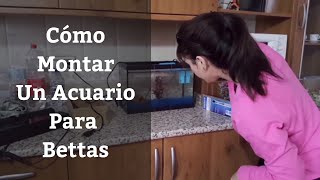 🔵 Como Montar Un Acuario Para Bettas de 15 LitrosComo Cuidar Un Pez Betta 1x1Acuarios MB [upl. by Enomrej31]