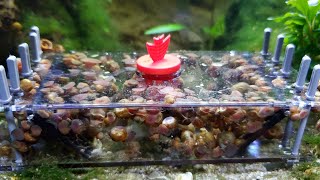 How To Remove Snails From Your Aquarium Sera Snail Trap Review [upl. by Nosauq664]