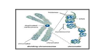 Chromosomes Video No 494 [upl. by Elrahc]