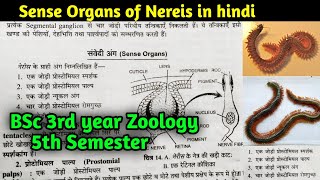 Sense Organs of Nereis in Hindi  BSc 3rd year Zoology 5th Semester [upl. by Anialad192]