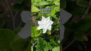 Gardenia flower plant Gandhraj Scented flower gardening [upl. by Oner]