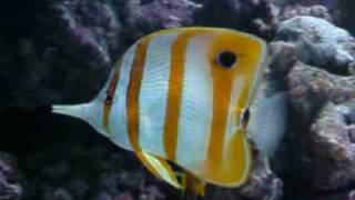 Australian Copperband Butterflyfish Chelmon rostratus [upl. by Esbensen925]