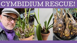 Cymbidium rescue amp repot Dividing and repotting a massive old Cymbidium plant from an old garden [upl. by Chaudoin]