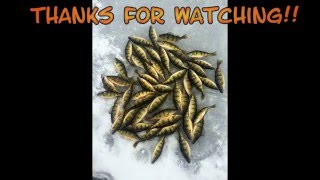 Ice Fishing Vilas Co Perch 122815 [upl. by Nahtad931]