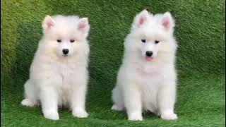 Samoyed puppies for sale in Delhi  7428876405 [upl. by Llerud828]