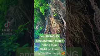 BALETE TREE beautiful like u [upl. by Trixie]