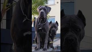 Cane corso👹🐕 vs labrador Caucasian ytshorts WhatsApp Doglove542 shortsfeed status video [upl. by Burkley]