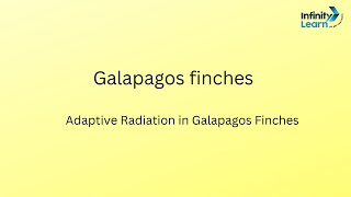 Galapagos finches Adaptive Radiation in Galapagos Finchescharles darwin s observation [upl. by Marrissa]