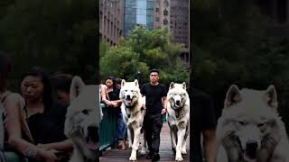 Beautiful ivory Direwolves 🤩❤️🐺 direwolves wolf wolves pets pet dogs dog fyp [upl. by Eceinal]