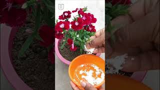 Eggshell fertilizer for plants gardeningshorts [upl. by Line]