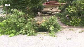 Tree falls on car in Clearwater [upl. by Simetra]