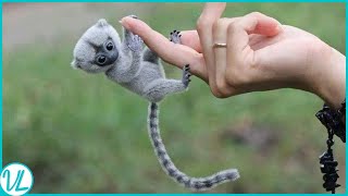 Finger Monkey Most Adorable Animal In The World [upl. by Quintessa189]