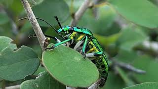 Metallic Jewel Bug selyan1980 [upl. by Krys]