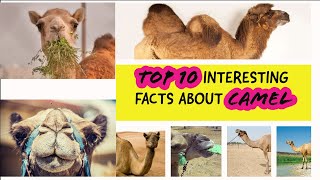 TOP 10 INTERESTING FACTS ABOUT CAMEL  ENGLISH  SCIENCE TEACHER [upl. by Besse]