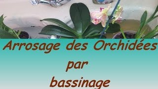 Arroser une Orchidée par bassinage [upl. by Erodaeht57]