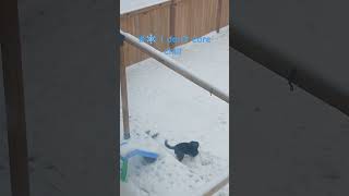 canada life love winnipeg snow time puppy automobile manitoba travelcanada road travel [upl. by Ebony854]