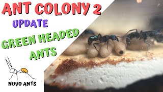 Ant Colony 2  Update  Green Headed Ants  Rhytidoponera Metallica [upl. by Morty469]