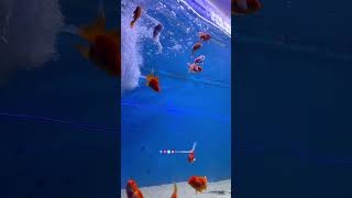 Under Water Tunnel Expo Sangli • viral trending fish fishing sangli shorts ytshorts reels [upl. by Elly]