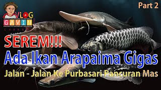 SEREM ADA IKAN ARAPAIMA GIGAS DI PURBASARI PANCURAN MAS GUDEE  GAVIN VLOG PART 2 [upl. by Dukey]