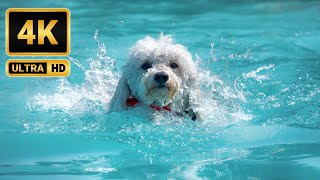 Water Play A Delightful Experience for Dogs 🐶 [upl. by Sugna]