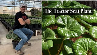 The Tractor Seat Plant [upl. by Fredericka806]