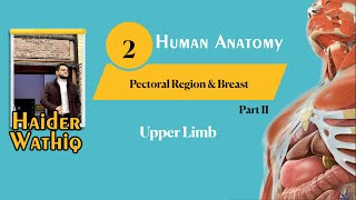 Upper limb anatomy  Lecture 2 Part 2  Pectoral muscles [upl. by Amias428]