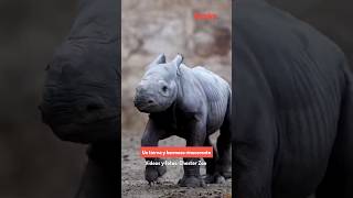 El emotivo nacimiento de un rinoceronte negro en peligro de extinción es muy hermoso [upl. by Earahs]