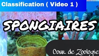 La Classification des Spongiaires Video 1 Faunistique [upl. by Wehner]