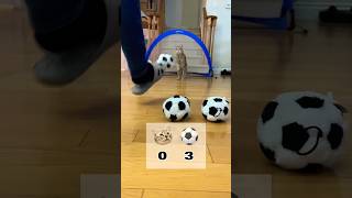 Cat Vs Soccer The Battle for the Goal  Round 1 cat fyp [upl. by Nitsuj41]