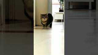 funny cat viralshorts mycatvlog catvlog catvideos vlog comedy catvlogger funnycatvideos [upl. by Li]