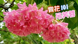 【賞花101】吊芙蓉 【Appreciation of Flowers 101】Scarlet Dombeya [upl. by Hali]