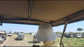 Masai mara safari EasyBudgetSafaris [upl. by Palmore217]