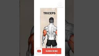 Triceps workout exercise at home [upl. by Akerehs]