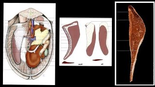 Pancreas  Spleen  Ox Horse Dog and Pig  By Dr Nidhi Gupta  NDVSU  1st Year Lecture [upl. by Ocsecnarf]