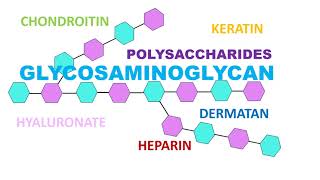 Glycosaminoglycan [upl. by Charisse]