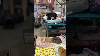 Cage Free Cat Sanctuary  Furball Farm Pet Sanctuary [upl. by Stock505]