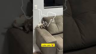 Cattastrophe Comedy Purrfectly Hilarious Feline Fails [upl. by Atse]